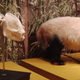 Illustration for article titled Meet The Parasitic Worm That's Killing Giant Pandas